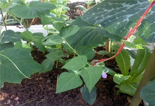 ����ȱ��