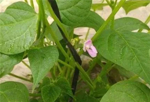 ����ȱ��