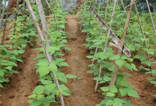 ���ǳ�Ҋȱ��