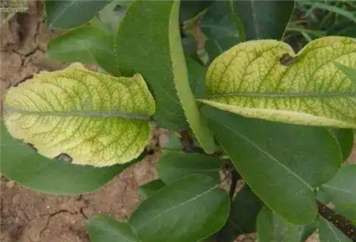 ���(sh��)ȱ��Y��