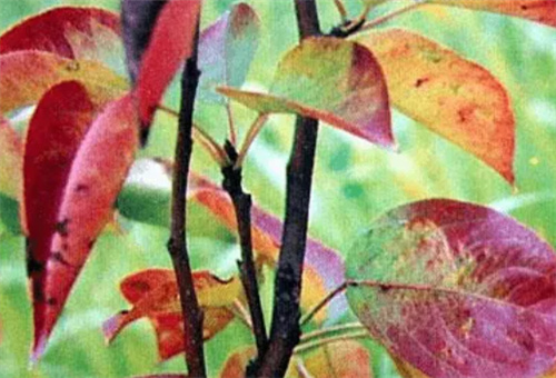 ���(sh��)ȱ�װY��