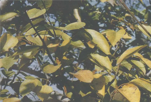 ���(sh��)ȱ���Y��