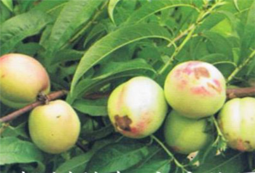 ����ȱ�}���F