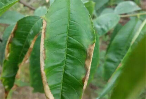 ����ȱ�ط���