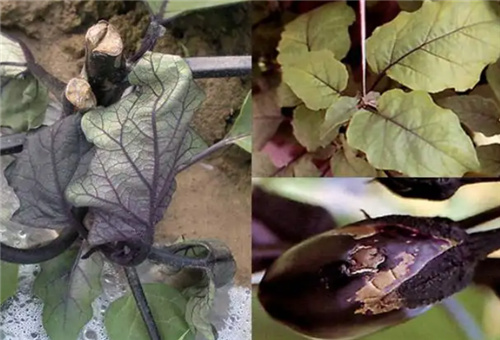 ����ȱ����F