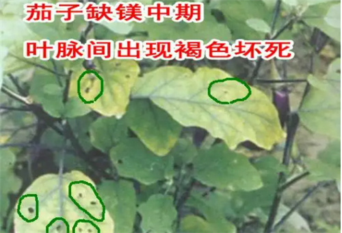 ����ȱ�V���F