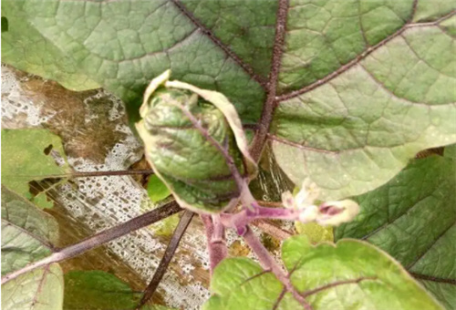 ����ȱ�}���F