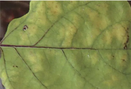 ����ȱ�����F