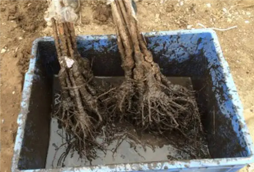 �r�İ�����ԭ�{����