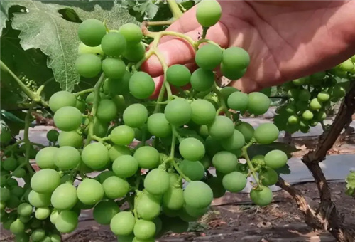 �r�İ�����ԭ�{����3