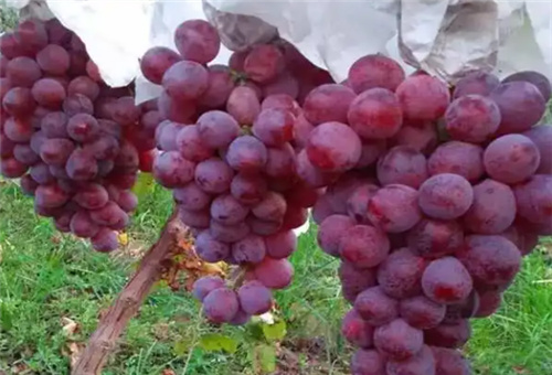 �r�İ�����ԭ�{����4