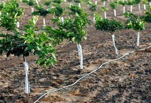 �~�ĵ��׷ʵι�