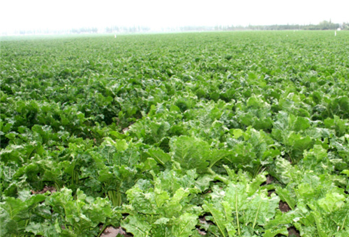 ���w���m�����